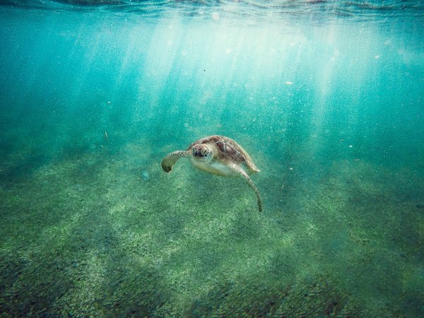 Où trouver les meilleurs spots pour observer les tortues marines en Grèce?
